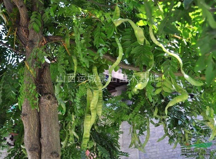 皂角樹(shù)價(jià)格,皂角樹(shù)價(jià)格——科技與自然融合的智慧之選