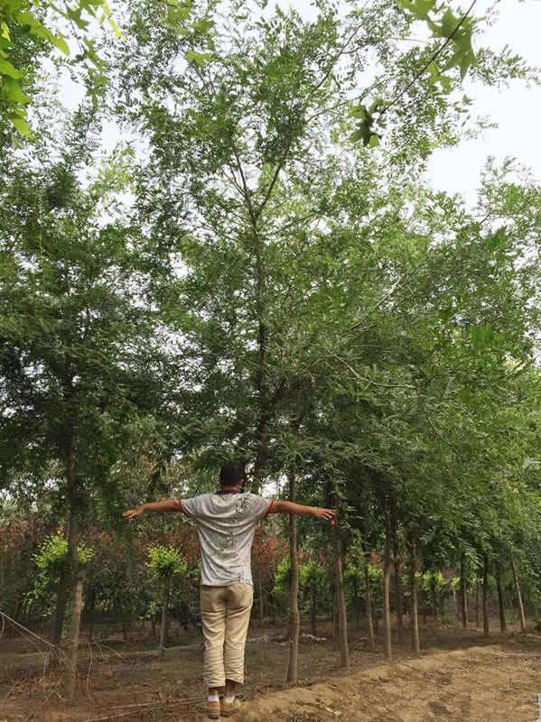 皂角樹(shù)價(jià)格,皂角樹(shù)價(jià)格——科技與自然融合的智慧之選