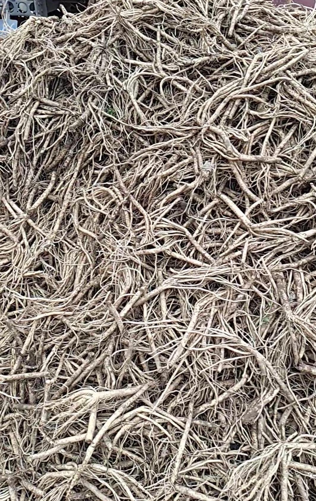 當(dāng)參價(jià)格行情解析與預(yù)測