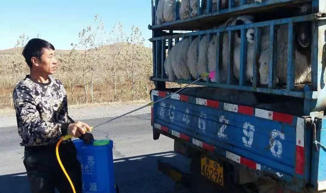 最新非洲豬瘟動態(tài)與小巷深處的獨特風味探索