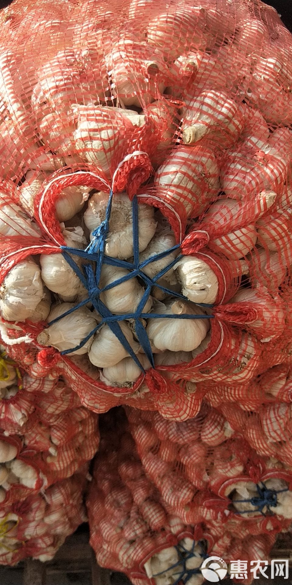 射陽大蒜最新價格行情及市場趨勢深度解析