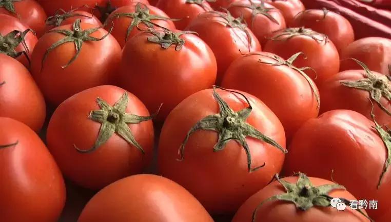 黃瓜市場(chǎng)價(jià)格動(dòng)態(tài)分析或更新報(bào)告