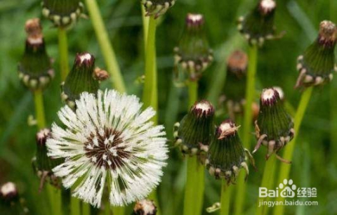 蒲公英比賽的夢(mèng)想與飛翔盛宴??