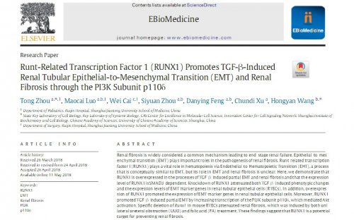 最新腎臟研究成果揭示腎臟科學嶄新篇章的探索之旅