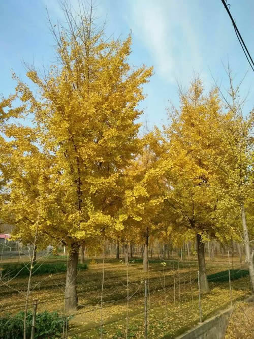 銀杏樹(shù)苗最新價(jià)格匯總表