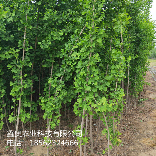 銀杏樹(shù)苗最新價(jià)格匯總表