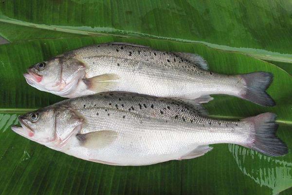 鱸魚最新價格及購買指南與技能學(xué)習(xí)全攻略