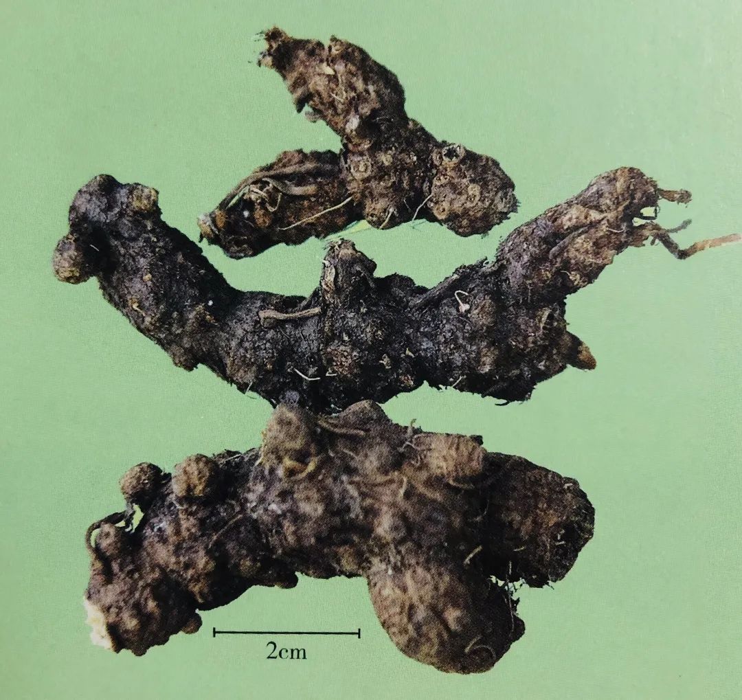 蒼術(shù)現(xiàn)在最新價格,蒼術(shù)最新價格探析