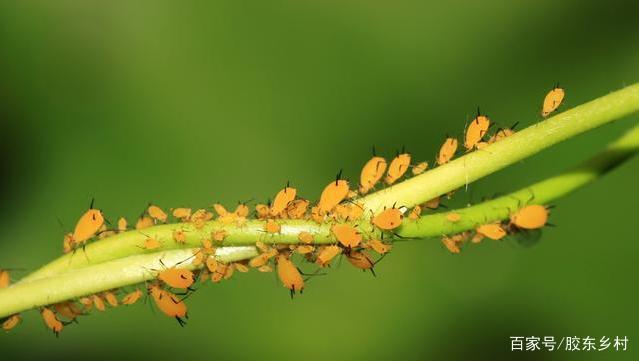 蚜蟲防治新方法，最新防治策略揭秘
