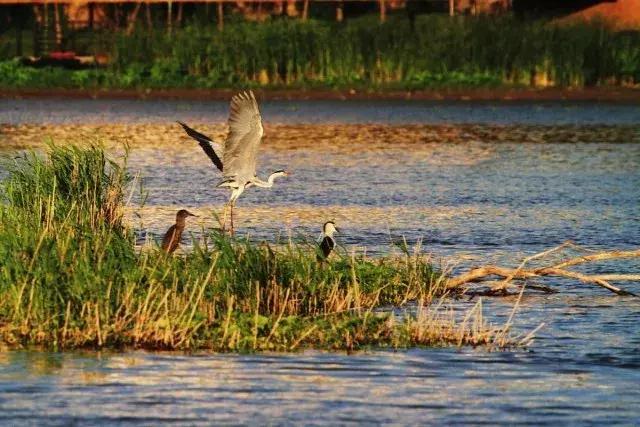 龍江春天的最新進(jìn)展及其深度觀點(diǎn)分析