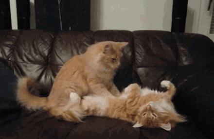 貓咪最新污與美景的親密旅行體驗