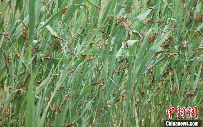 蝗蟲最新危害動態(tài)更新