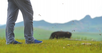 蝗蟲最新危害動態(tài)更新