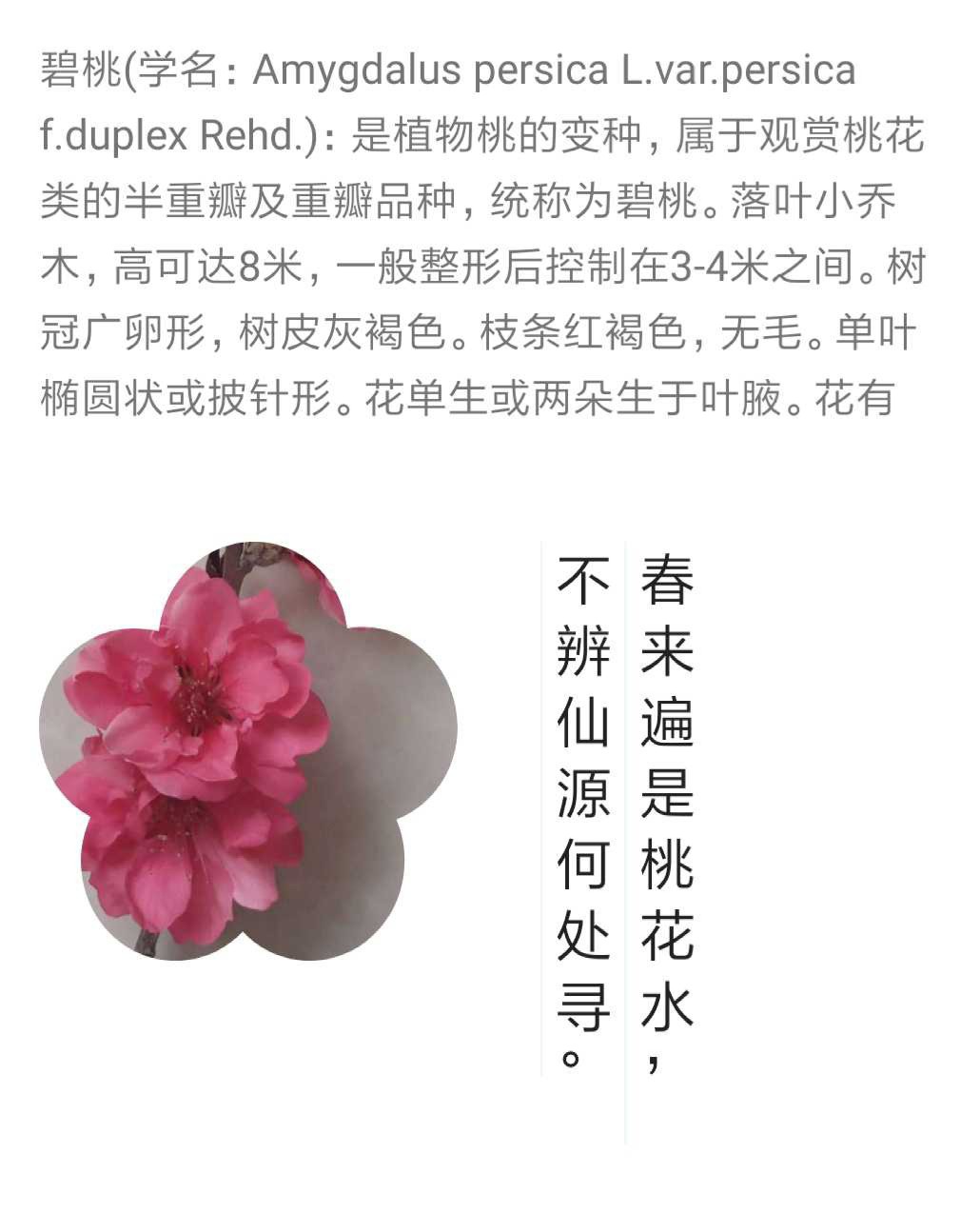 碧桃最新行情深度解析