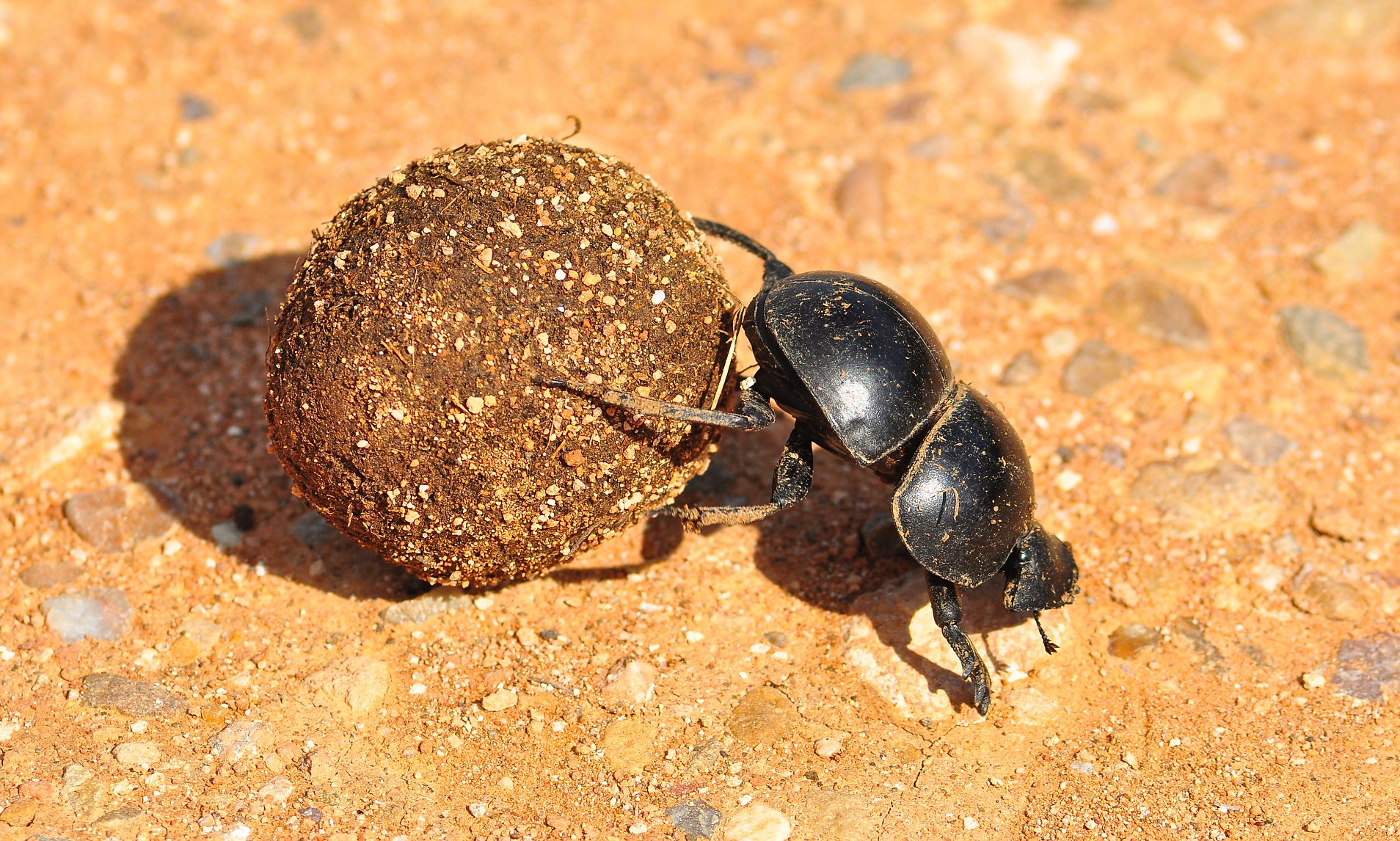 探索自然界新奇跡，最新蟲種揭秘