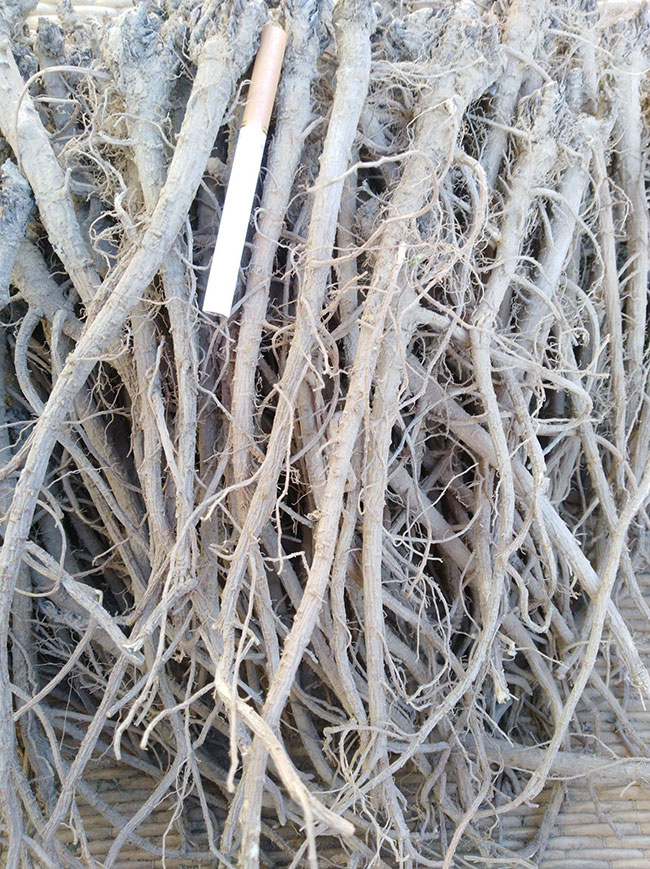 柴胡最新價格動態(tài)與心靈之旅，探尋自然美景與內(nèi)心寧靜的交融