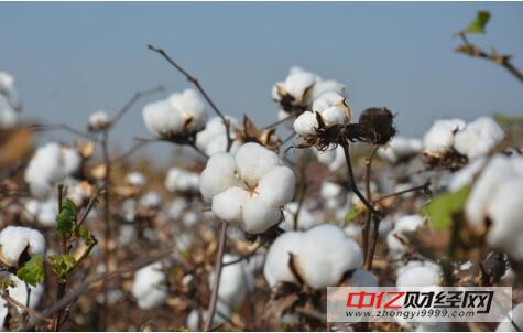 今日棉花最新價(jià)格及市場走勢分析與展望
