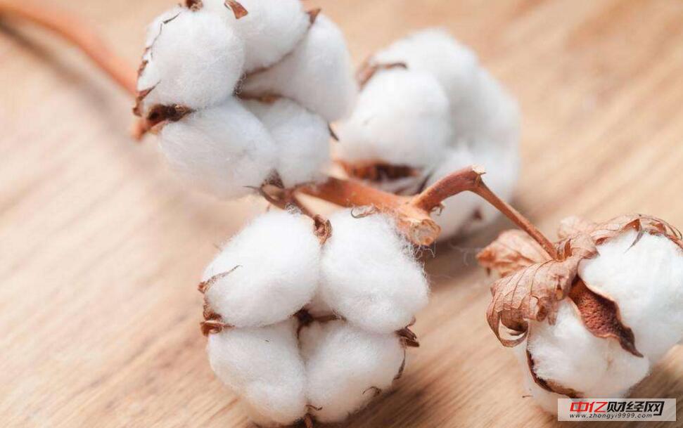 今日棉花最新價(jià)格及市場走勢分析與展望