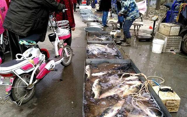 豬肉最新價(jià)格走勢圖及市場分析與預(yù)測報(bào)告