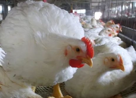 肉毛雞價格最新行情分析與趨勢預(yù)測