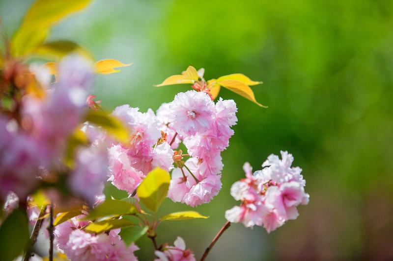 鹽城大洋灣最新動態(tài)與相關(guān)論述概述