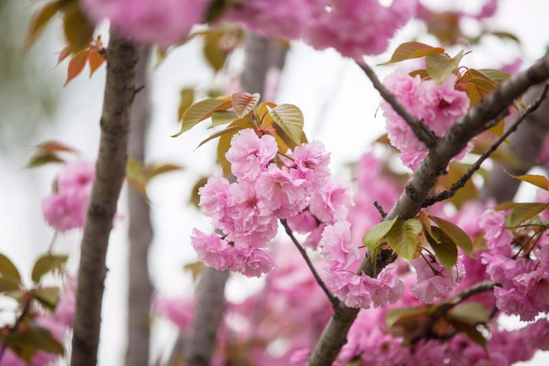 鹽城大洋灣最新動態(tài)與相關(guān)論述概述
