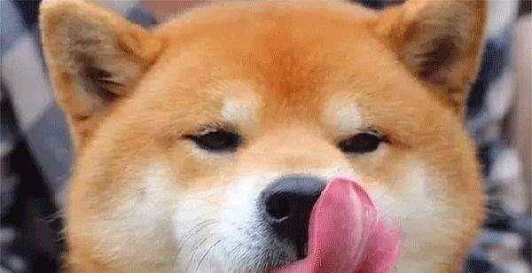 女人愛狗狗舔私處背后的情感之旅，一場尋找內(nèi)心平靜的探險之旅